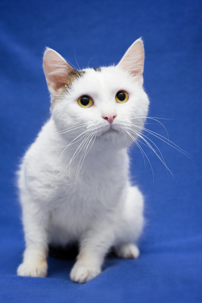 Несмотря на природную робость, Сенечка сразу доверился человеку