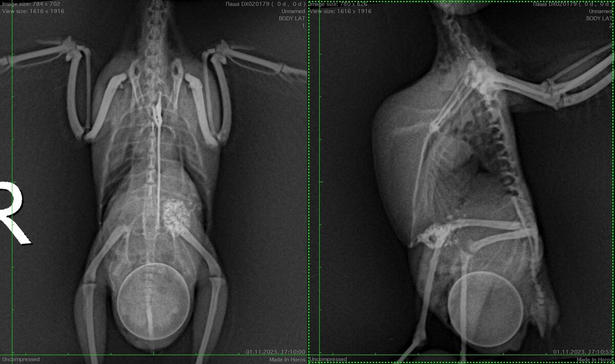 Рентген волнистого попугая с дистоцией.