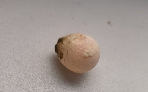 яйцо, которое попугайчик снесла сама.