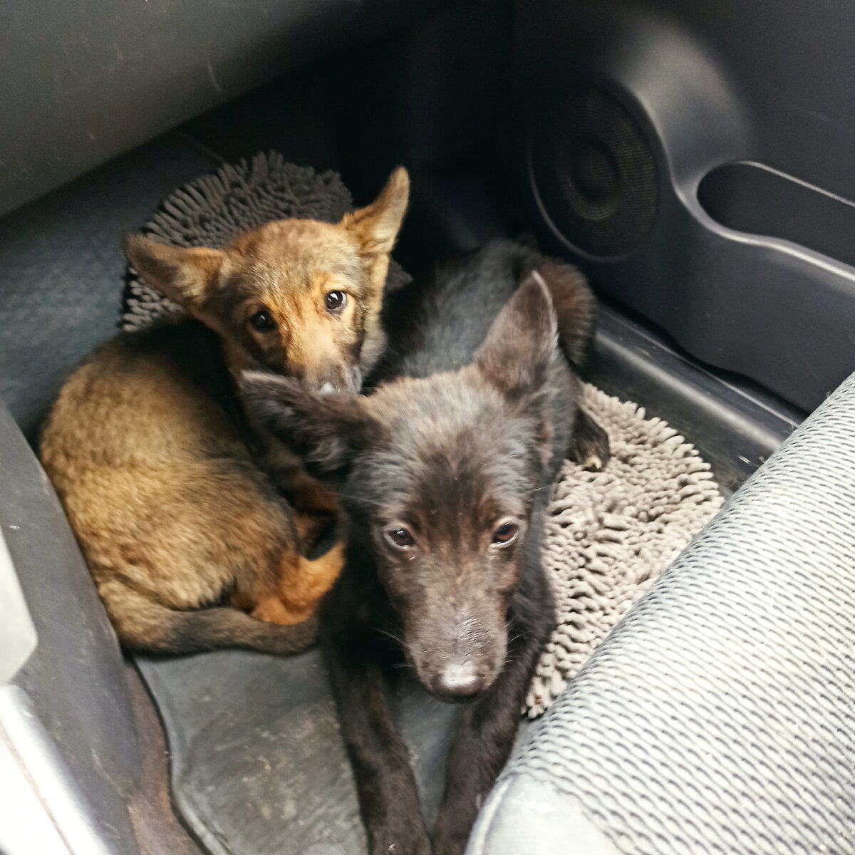 Мартин и Реми