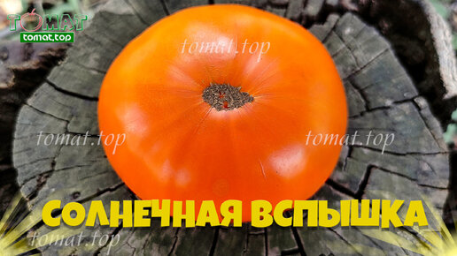 Томат Солнечная вспышка. Снова попробовал сорт, о котором ничего не ...