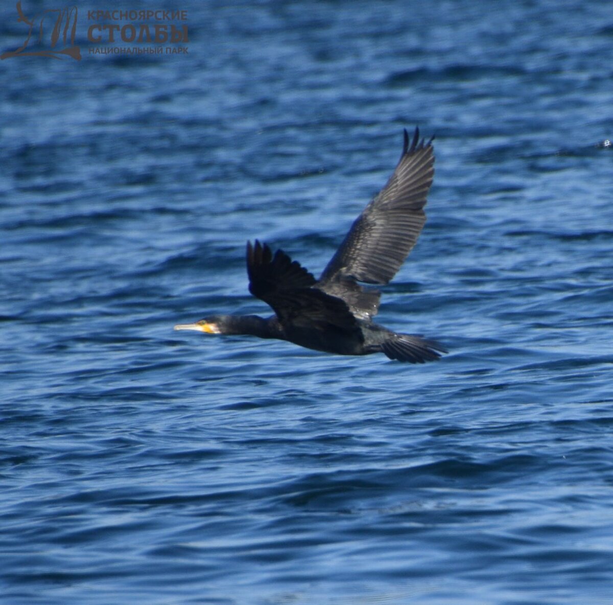 Большой баклан. Национальный парк "Красноярские столбы"