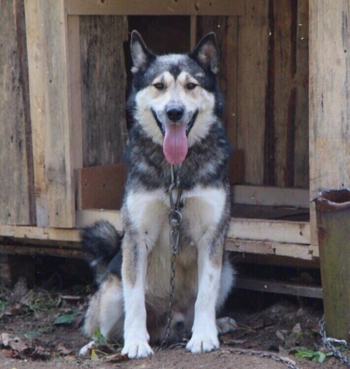 Возраст около 8 лет. 