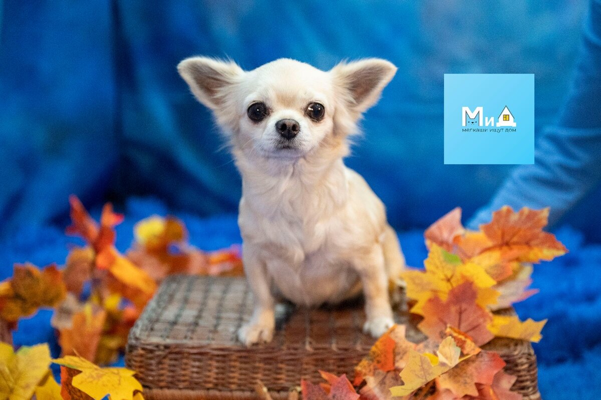 Это нежная , мягкая , руки просто утопают в её шерстке, Нола ...