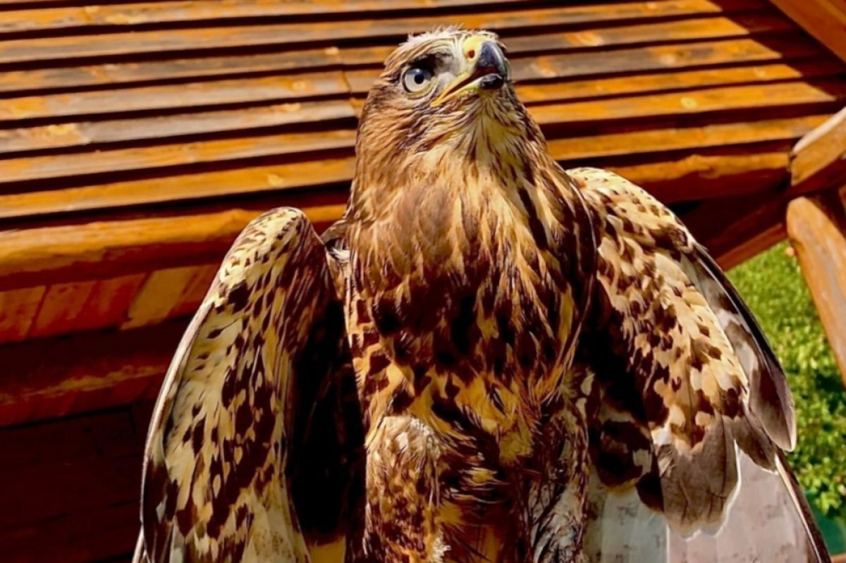    В Мичуринске Тамбовской области пройдёт выставка ловчих птиц и сов