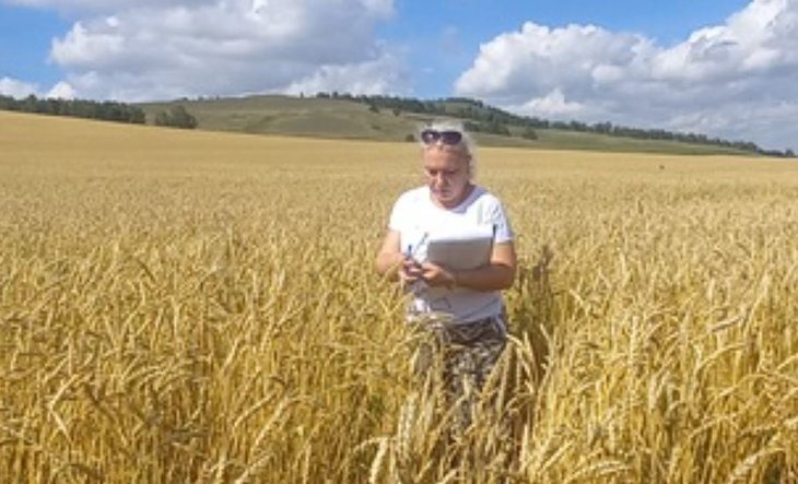    Площадь апробации сортовых посевов в Хакассии увеличилась на 40 процентов к прошлому году