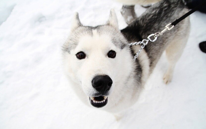  Обувь для собак очень важна в холодный период. Фото: архив редакции