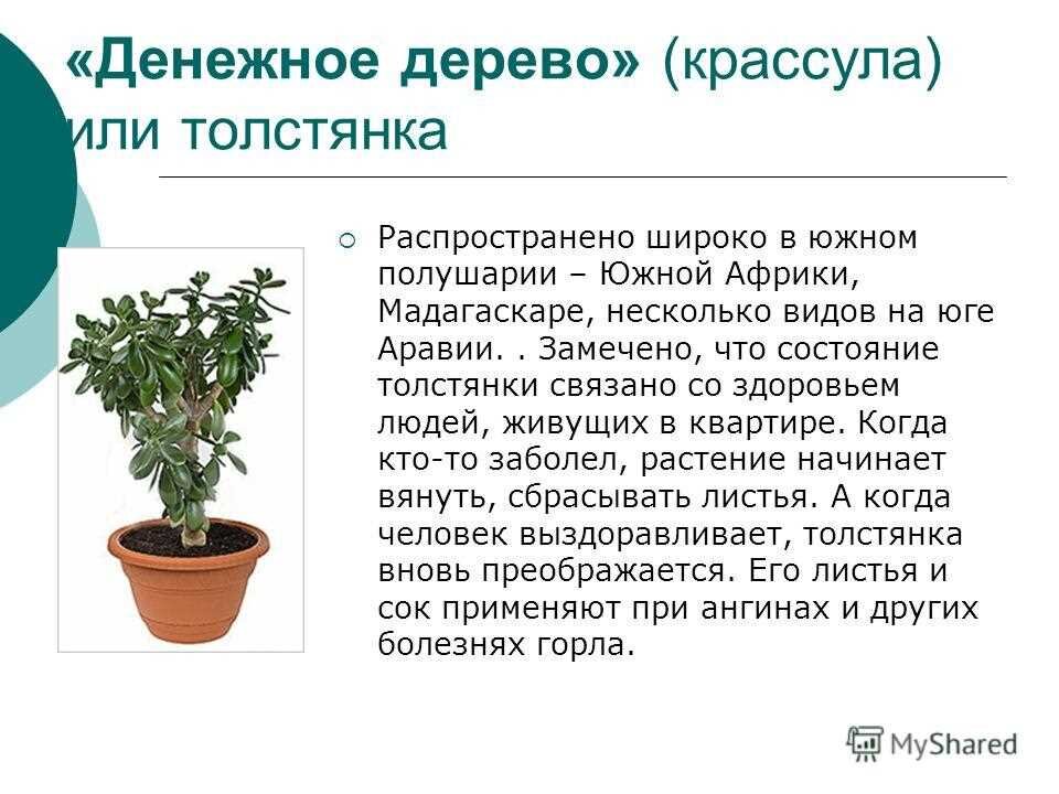 Как сформировать крону денежного дерева: как подрезать и прищипывать толстянку