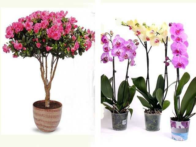 Красивые горшечные цветы в подарок. Горшечный цветок в руках. Цветок в горшке в подарок девушке. Комнатные растения в подарок маме. Какие цветы дарить в горшках.