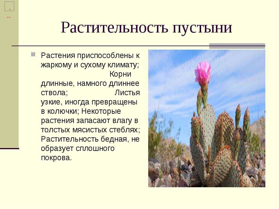 Кактус среда обитания черты. Приспособление растений в пустынях. Растения которые приспособились. Приспособление растений к условиям пустыни. Как растения приспособились к жизни в пустыне.