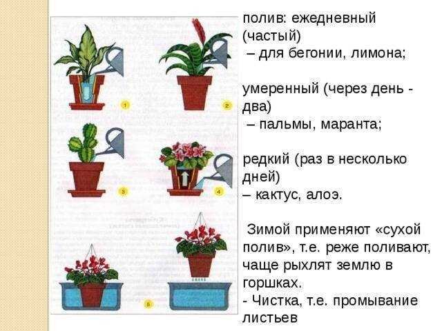 Какая вода нужна для цветов. Правила полива комнатных растений. Объем воды для полива комнатных растений. Как правильно поливать растения. Режим полива цветов комнатных.