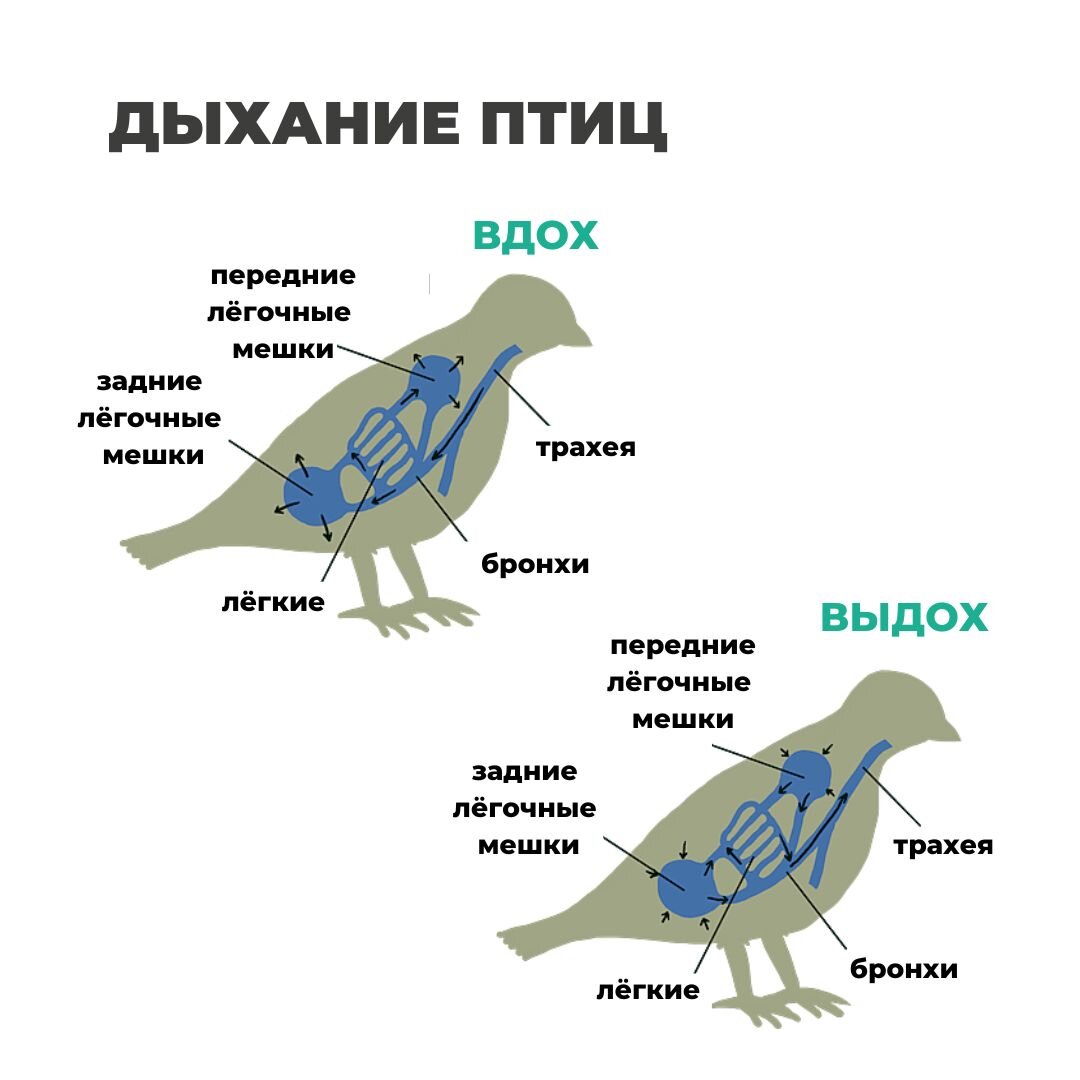 В чем заключается двойное дыхание птиц. Схема процесса двойного дыхания птицы. Двойное дыхание у птиц. Преимущества двойного дыхания у птиц. Механизм дыхания птиц.