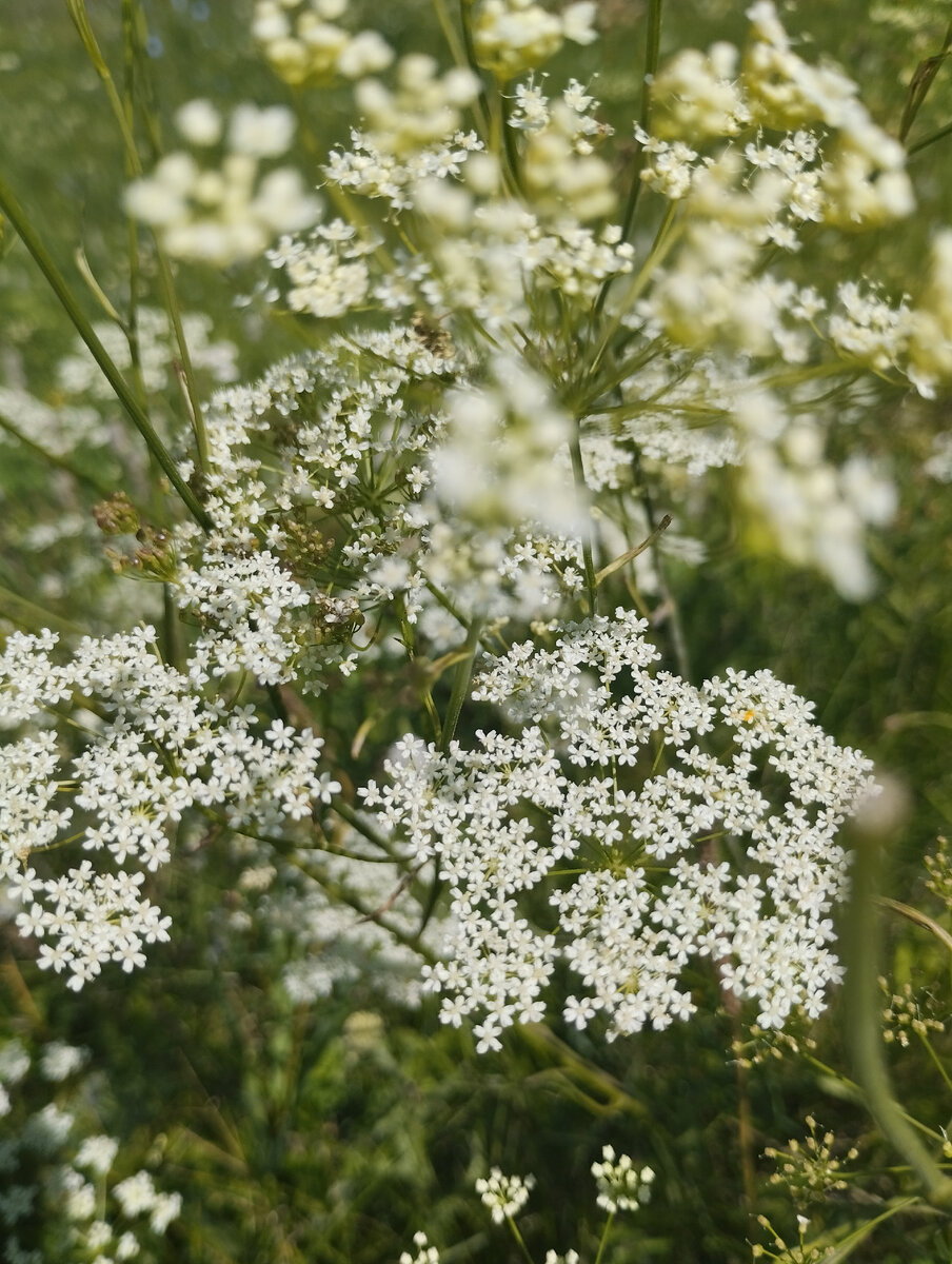 Фото автора.. 