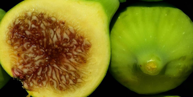 РАНДИНО.С первого года жизни инжира Рандино важно формировать его крону, иначе дерево может вымахать до 6 метров.