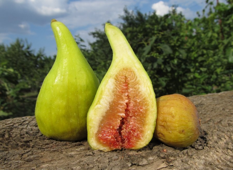 далматский 