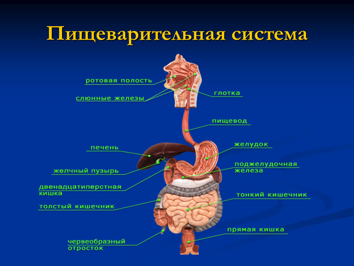 Анатомическое строение пищеварительной системы человека. Система органов пищеварения человека биология 8 класс. Схема пищеварительной системы человека 8 класс. Органы пищеварения 8 класс биология.