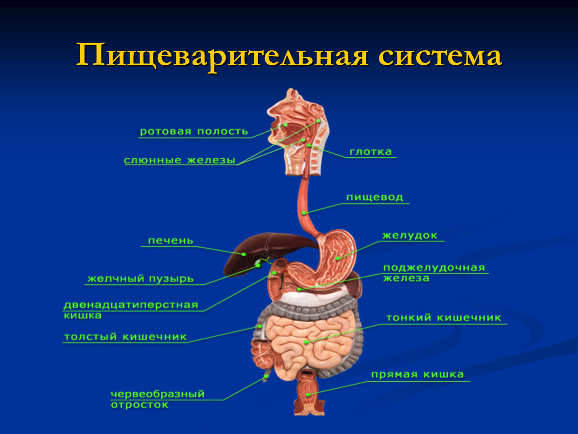 Пищевод у пожилых