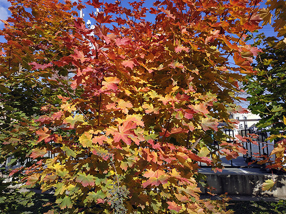 Моя осень. Фото автора