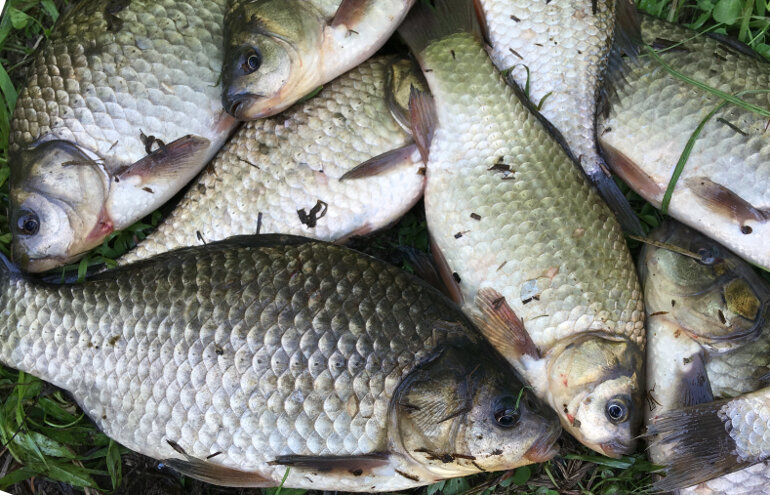 Фото с сайта: https://rybalke.net/wp-content/uploads/2023/11/lovlya-karasya-vesnoj.jpg