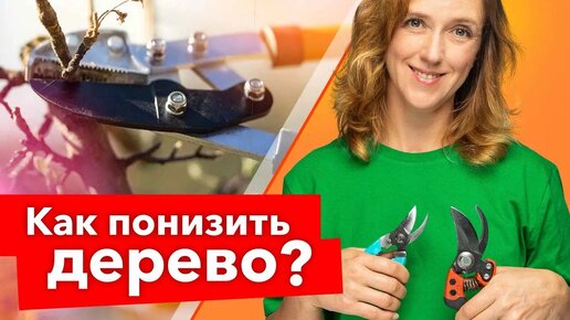 Крону снижаем – урожайность повышаем! Как уменьшить высоту дерева правильно и вовремя?