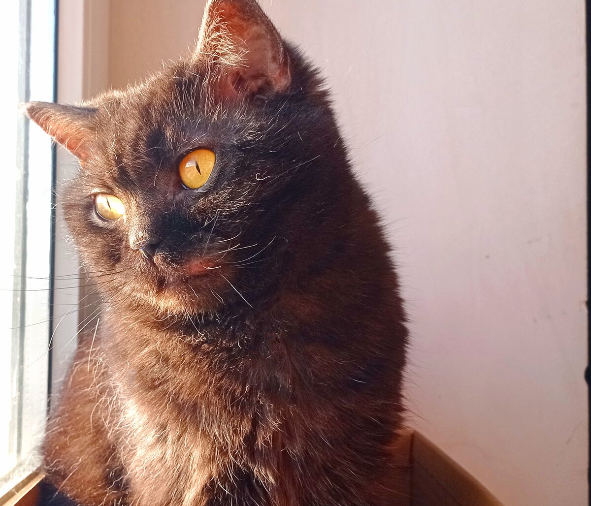 Кошкинье положено быть красивой кошечкой