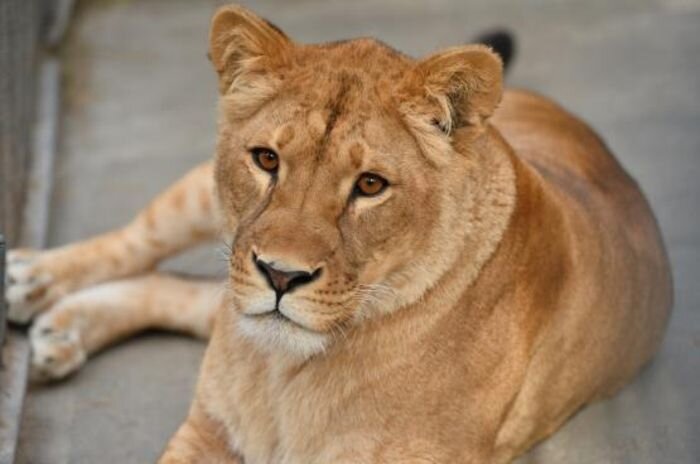Источник фото: vk.com/rostov_zoo_official