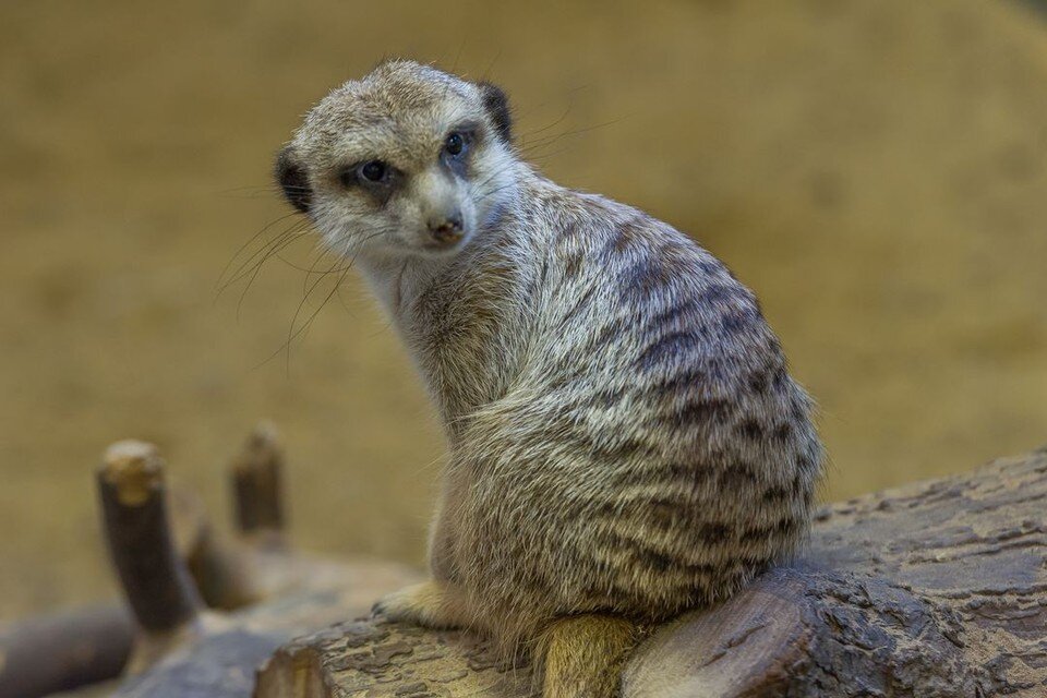    В Новосибирске сурикаты из Левобережного зоопарка сделали первые уверенные шаги. Олег ЗОЛОТО