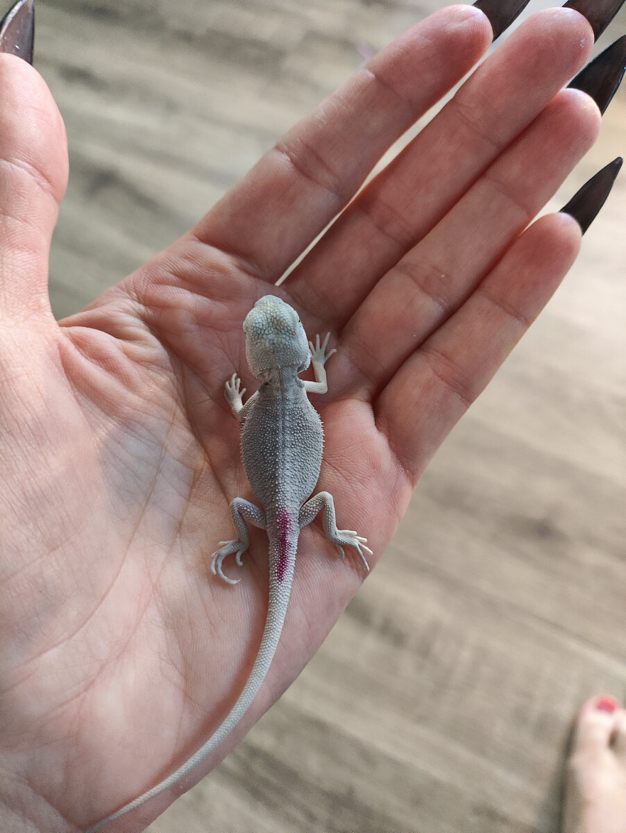 Первый день дома