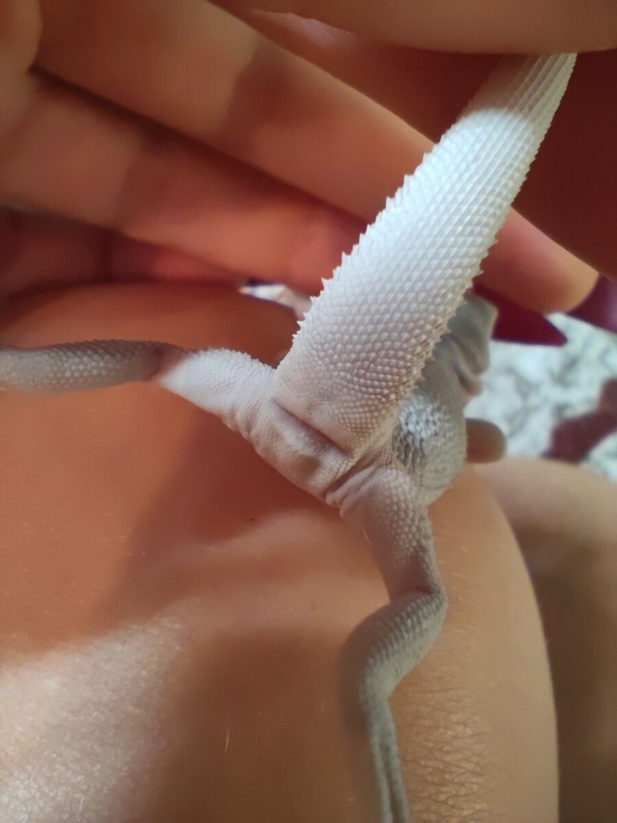 чёткие бугорки и выемка