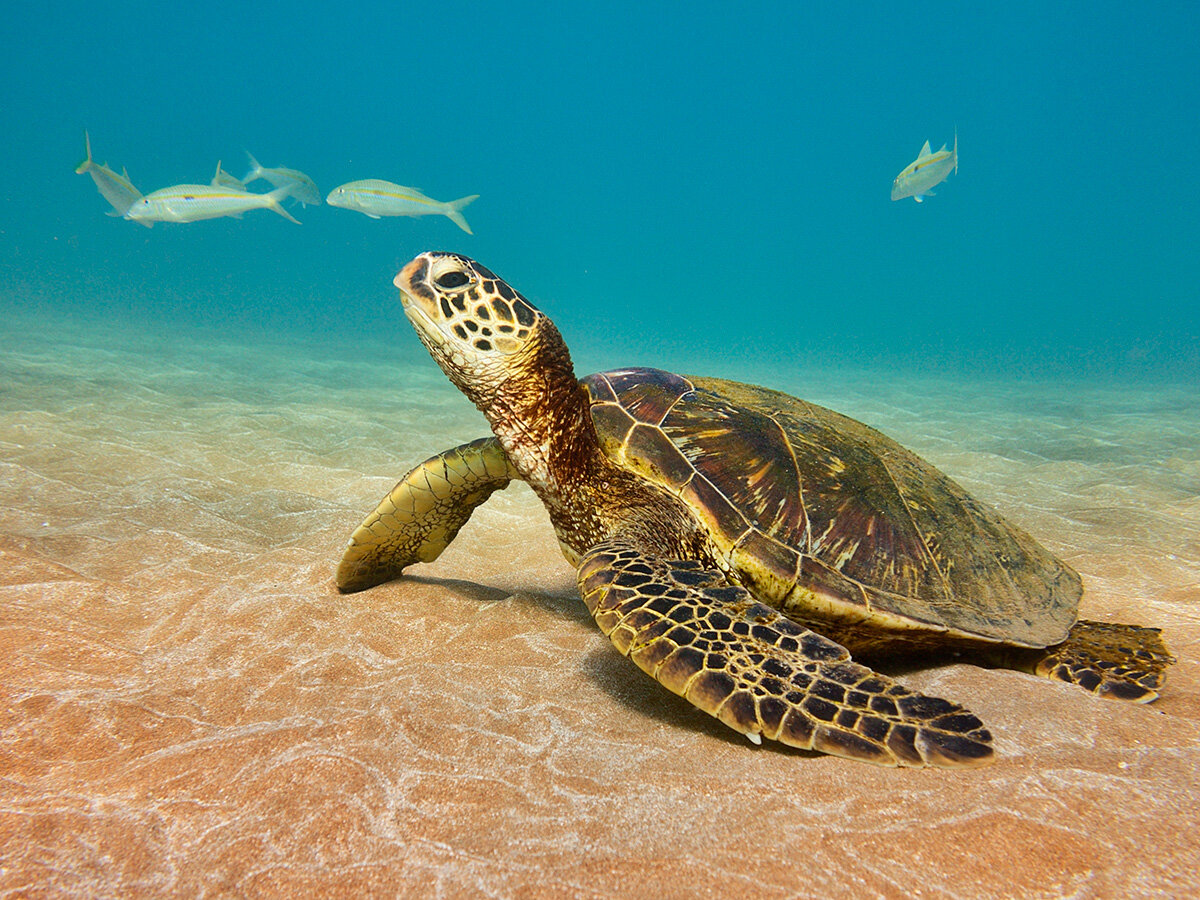 Tortuga. Морская черепаха. Морские Черепашата. Гребнистая черепаха. Черепаха и морская черепаха.