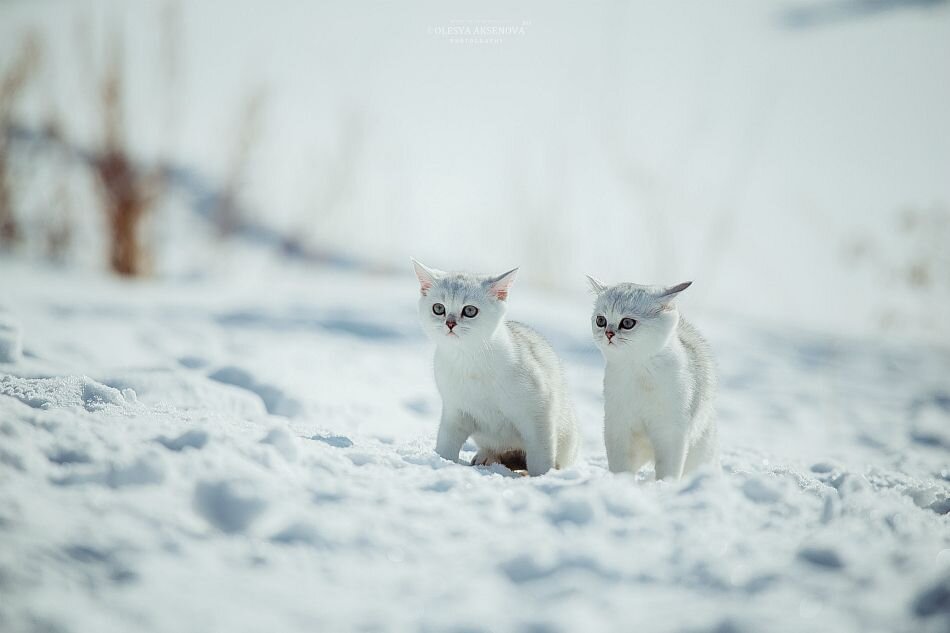Везде все бело бело. Белая кошка на снегу. Два кота в снегу. Котята зимой. Белый котик в снегу.