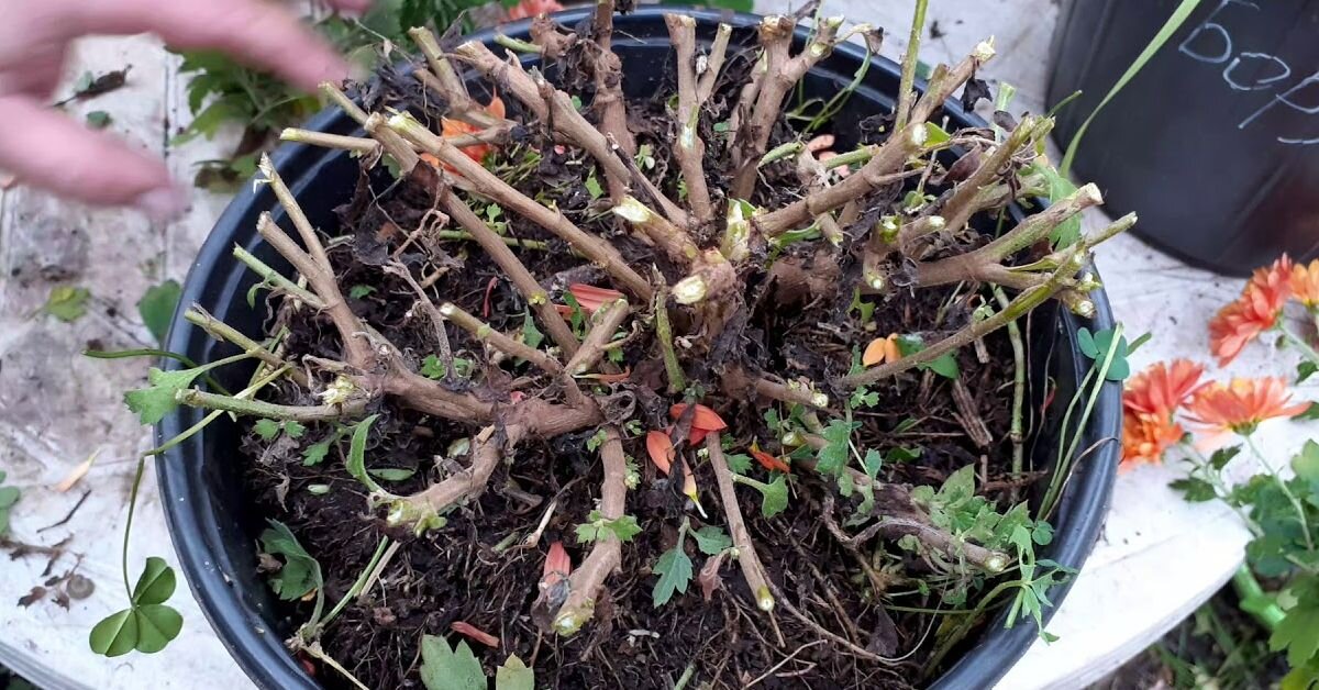 Как хранить хризантемы на зиму. Хризантема перезимовала в подвале. Хранение хризантемы мультифлора зимой. Хризантема мультифлора перезимовать. Укрытие на зиму хризантемы мультифлора.