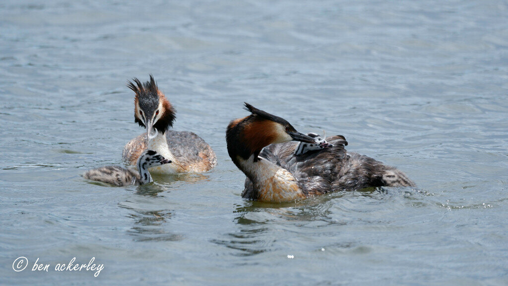 Чомги с птенцами, Новая Зеландия, фото Ben Ackerley
