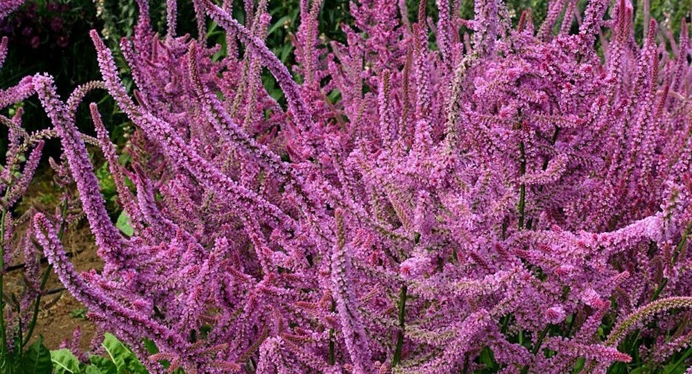 Интересные однолетники, о которых я даже не слышала. Рассказываю и вам