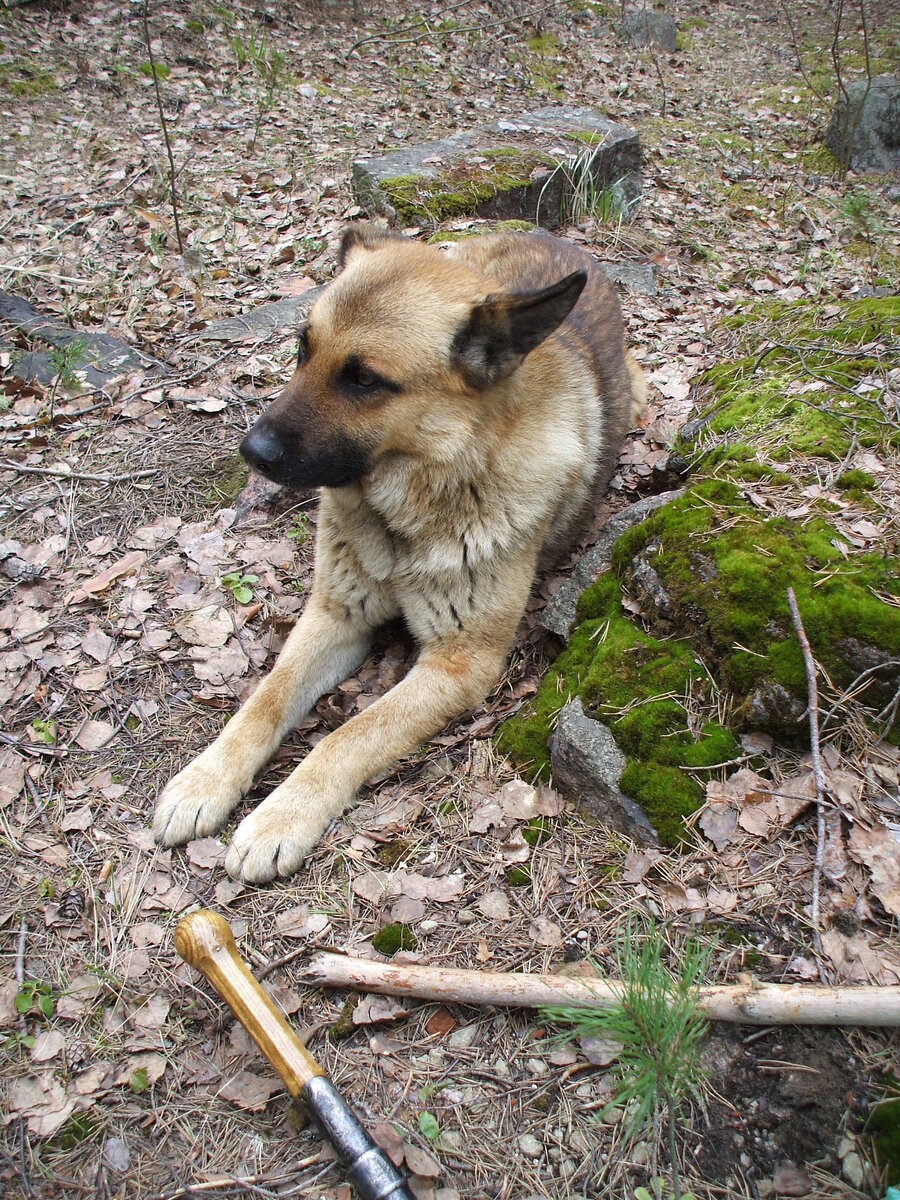 Внезапный друг