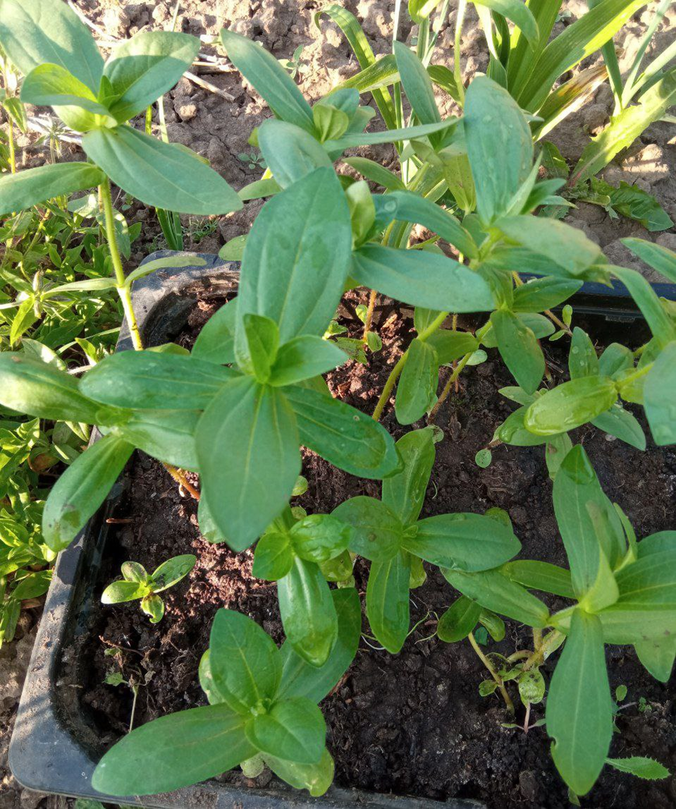 Фото автора. Проветривание рассады на открытом воздухе в тёплый день