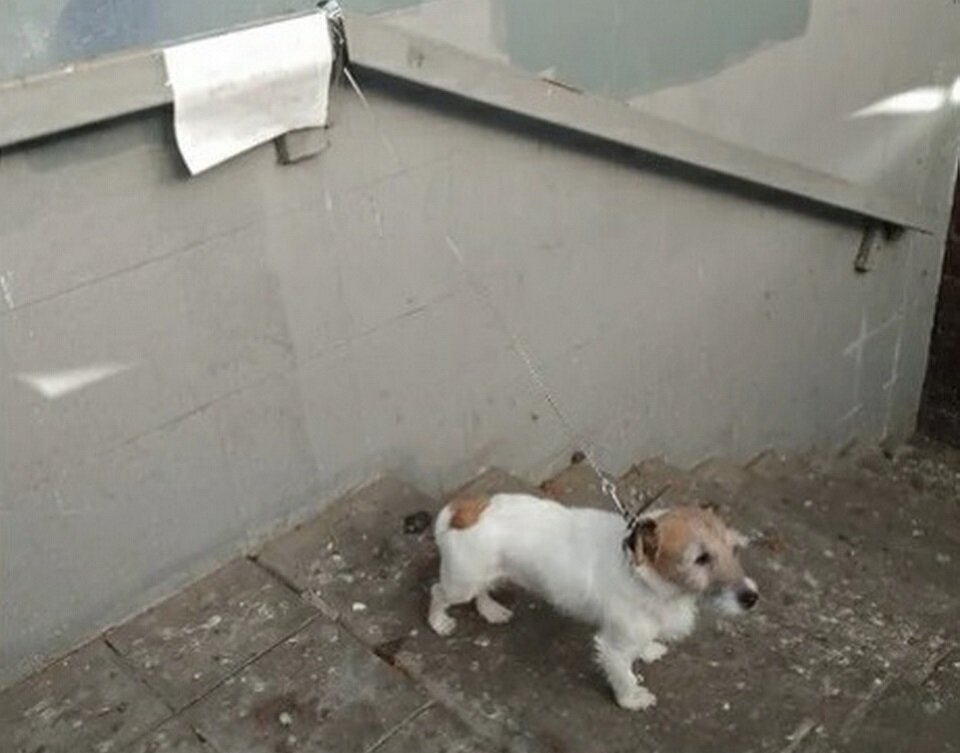 Вот так нижегородцы познакомились с Феней