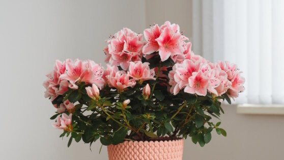    Агроном объяснил, почему часто гибнет азалия и как этого не допустить Ирина Петрова