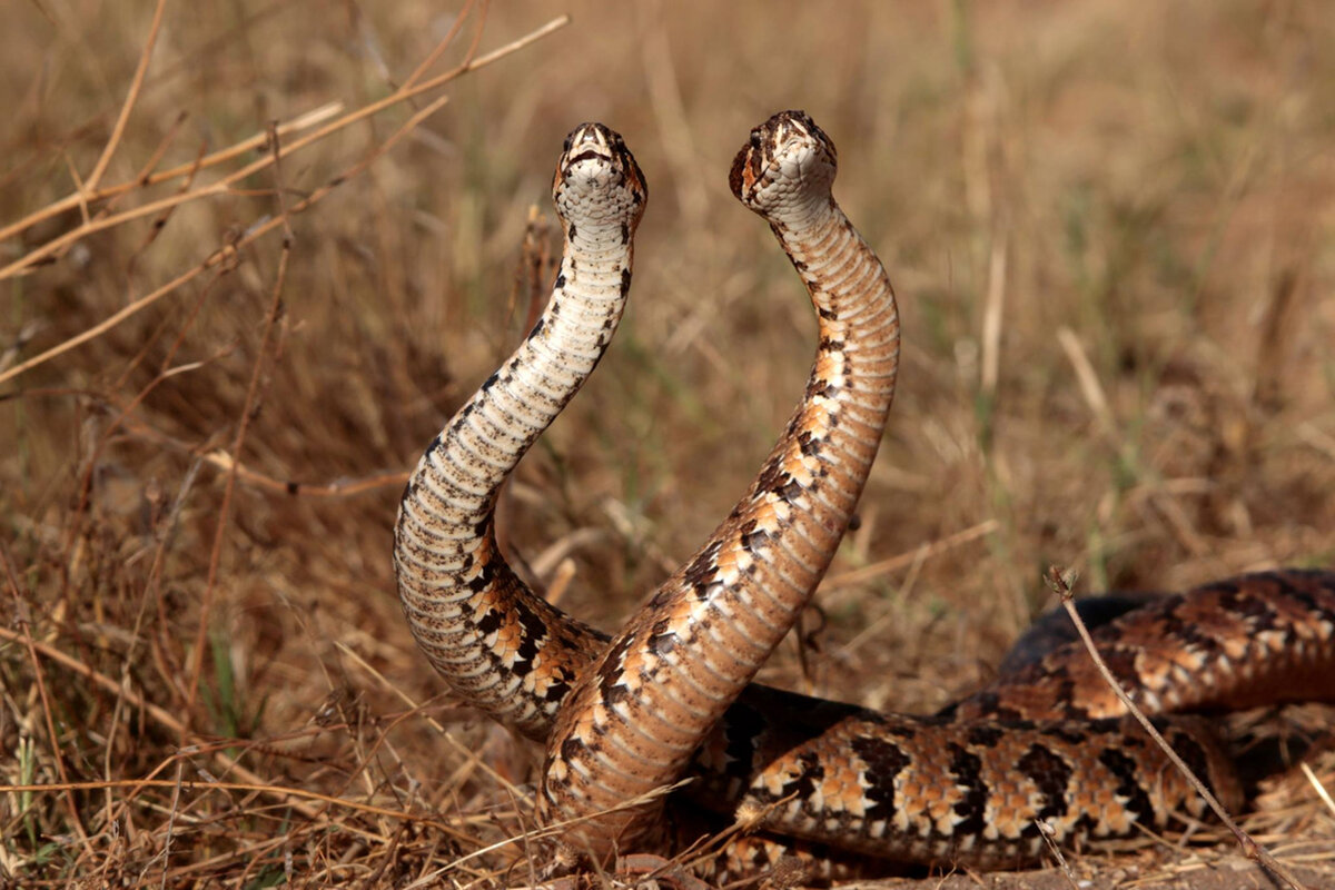 Самцовые "бои"