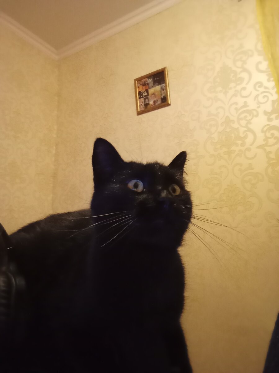 Ловит муху.