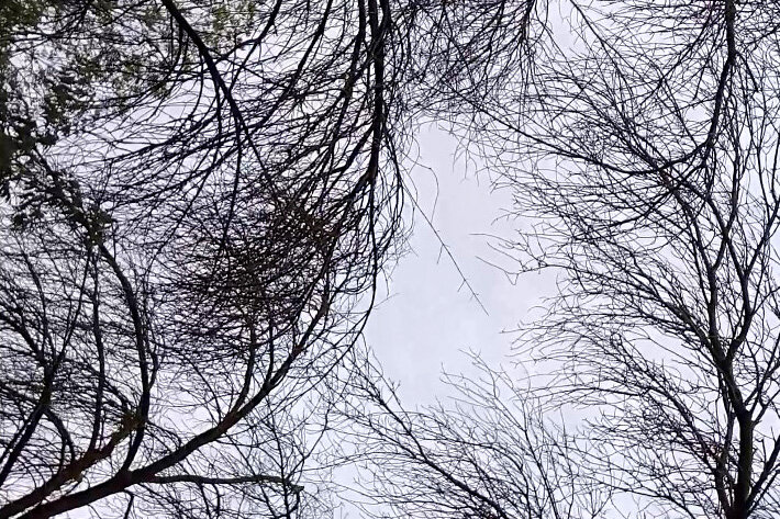 Улетели листья... (фото автора)