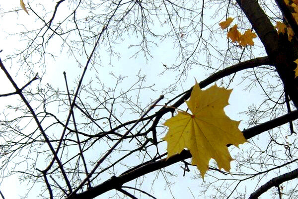 Это был один из последних (фото автора)