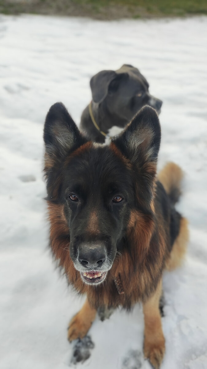 Как отучить собаку тянуть поводок? Научить не тянуть. | Зоопсих ...