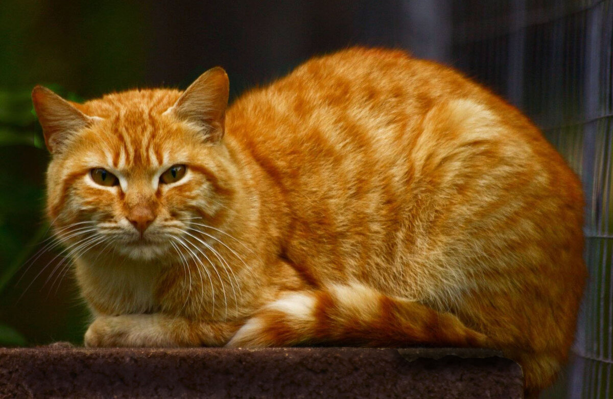 Вот на такого кота Василий был похож...