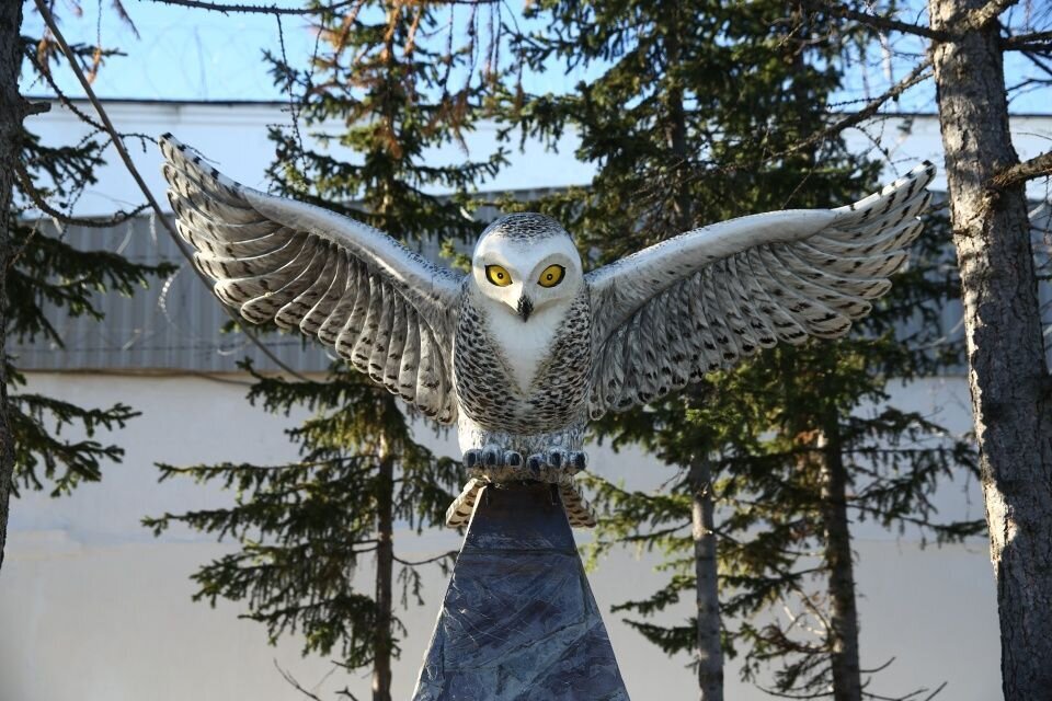 «Полярная сова»