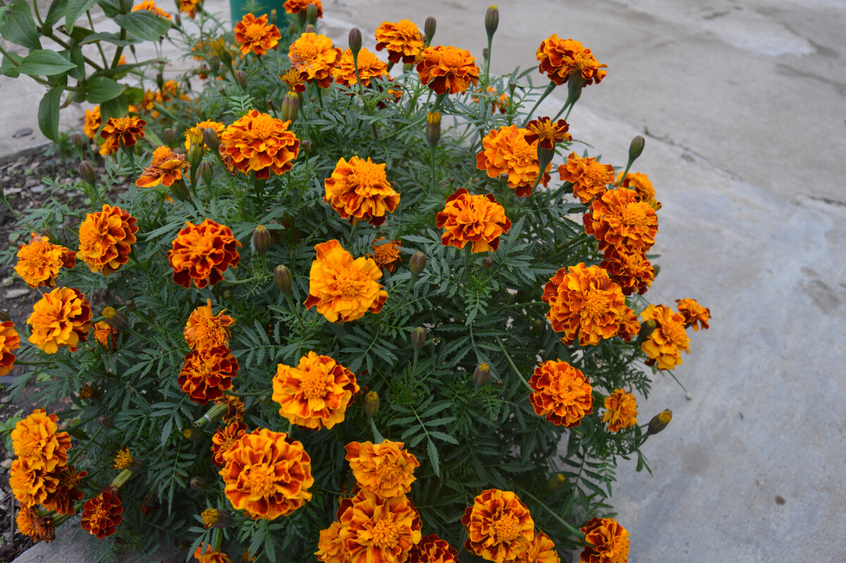 Фото автора. 15.11.2023. Осенние цветы Кубани. 