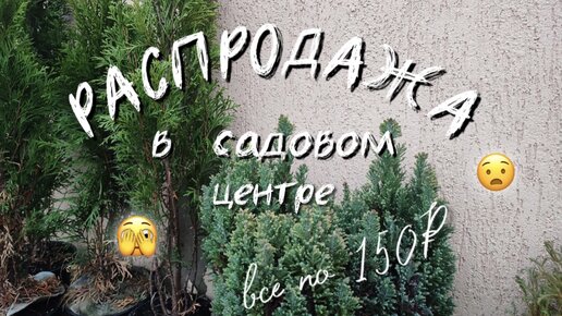 Распродажа в садовом центре, всё по 150 рублей.