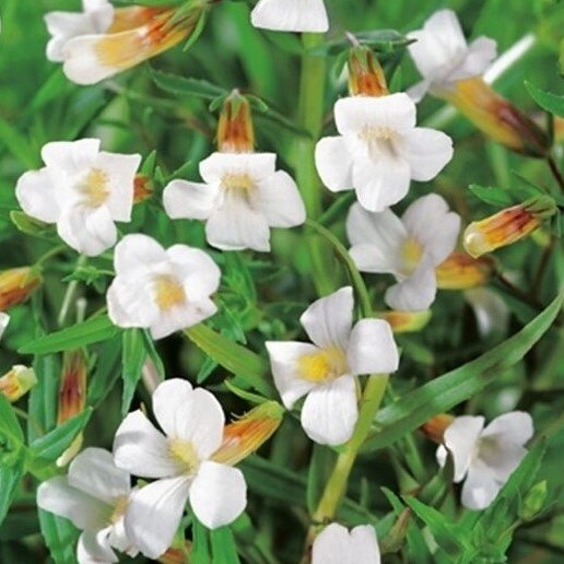 Авран лекарственный