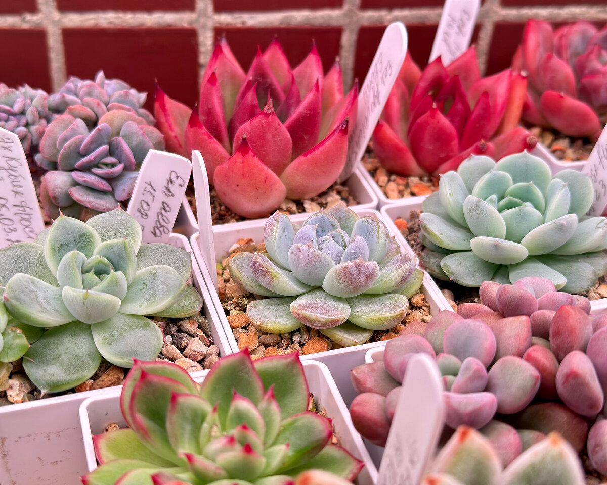 Слева направо: Echeveria Alba Beauty, Echeveria Snow Bunny, Echeveria Frost Flower