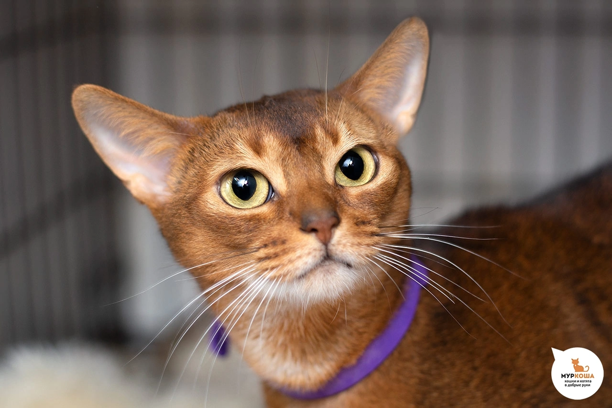 🚺 Антресоль, 4 года. Очень ждет своих мам и пап. 🙏🏻❤️